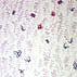 butterfly meadow 03